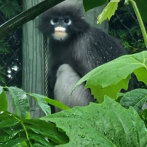 Dusky leaf monkey