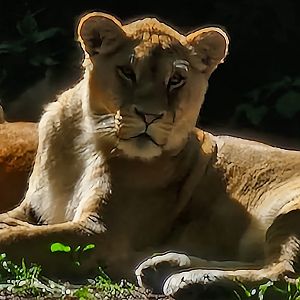 African lioness