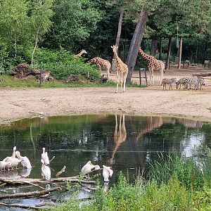View of safari mixed enclosure