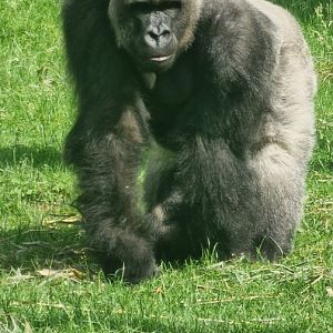 Lowland gorilla silverback