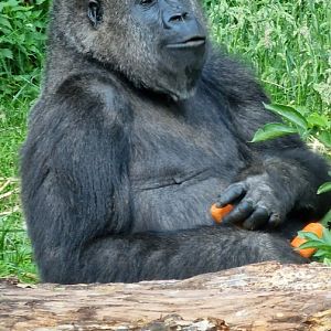 Lowland gorilla