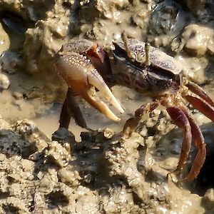 Uca tangeri fiddler crab