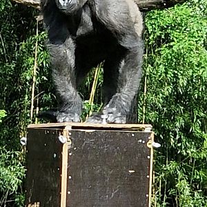 Lowland gorilla