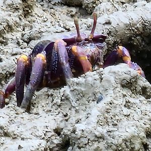 West African fiddler crab
