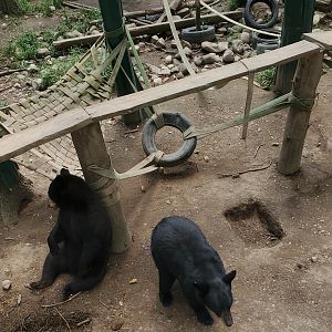Adirondack Wildlife Refuge (2021) - American Black Bears