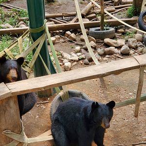 Adirondack Wildlife Refuge (2021) - American Black Bears