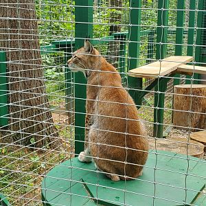Adirondack Wildlife Refuge (2021) - Eurasian Lynx