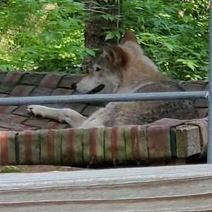 Adirondack Wildlife Refuge (2021) - Wolf