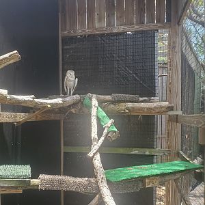 Laura Quinn Wild Bird Sanctuary (2022) - Barn Owl + Enclosure