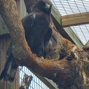 Laura Quinn Wild Bird Sanctuary (2022) - Short-tailed Hawk