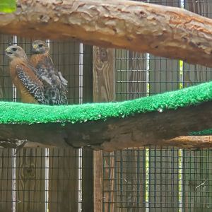 Laura Quinn Wild Bird Sanctuary (2022) - Red-shouldered Hawk