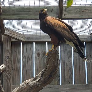 Laura Quinn Wild Bird Sanctuary (2022) - Harris's Hawk