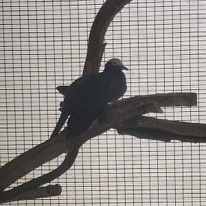 Laura Quinn Wild Bird Sanctuary (2022) - White-crowned Pigeon