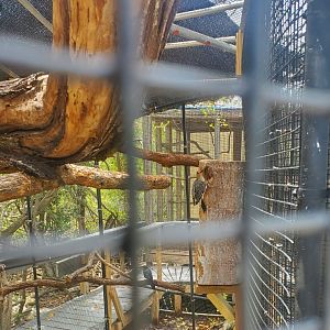 Laura Quinn Wild Bird Sanctuary (2022) - Small birds