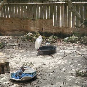 Laura Quinn Wild Bird Sanctuary (2022) - Water birds