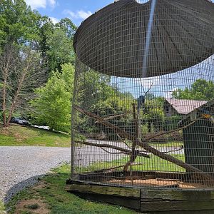 Creation Kingdom - Blue & gold macaws in parking lot