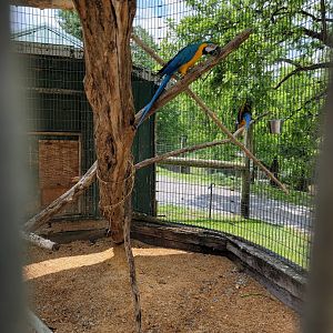 Creation Kingdom - Blue & gold macaws in parking lot