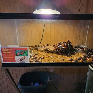 Creation Kingdom - Madagascar hissing cockroaches