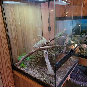 Creation Kingdom - Chameleon