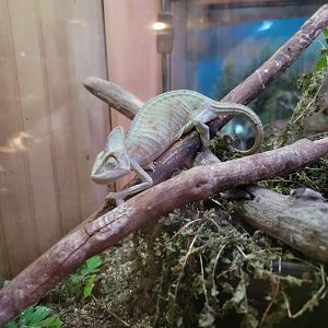 Creation Kingdom - Chameleon (dead?)