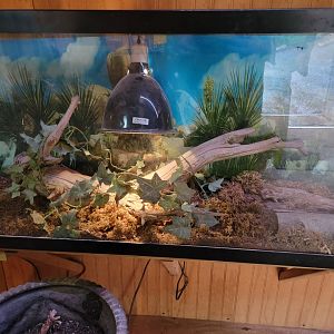 Creation Kingdom - Skink