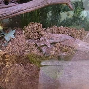 Creation Kingdom - Skink