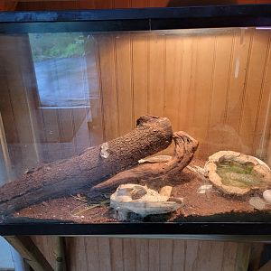 Creation Kingdom - Unsigned snake