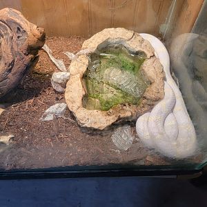 Creation Kingdom - Unsigned snake