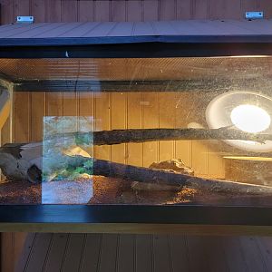 Creation Kingdom - Unsigned snake #2