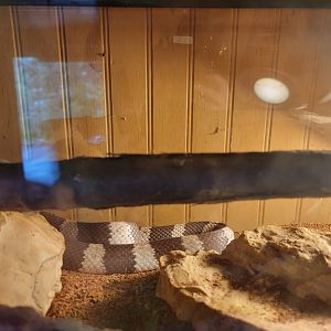 Creation Kingdom - Unsigned snake #2