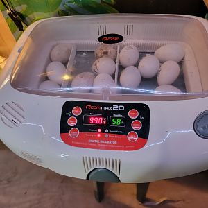 Creation Kingdom - Incubator