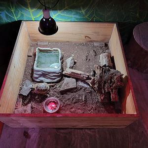 Creation Kingdom - Unsigned tortoises