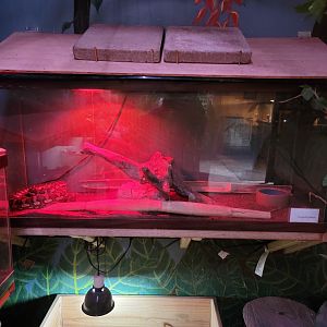 Creation Kingdom - Carpet python