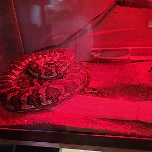 Creation Kingdom - Carpet python