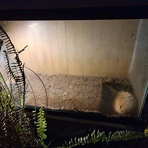 Creation Kingdom - Hedgehog