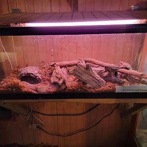 Creation Kingdom - Chilean rosehair tarantula