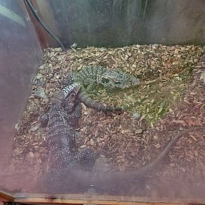 Creation Kingdom - Black & white tegu