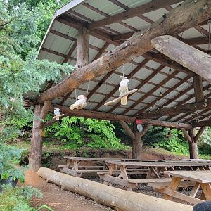 Creation Kingdom - Cockatoos