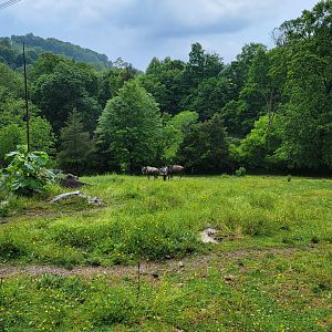 Creation Kingdom - Blue wildebeest