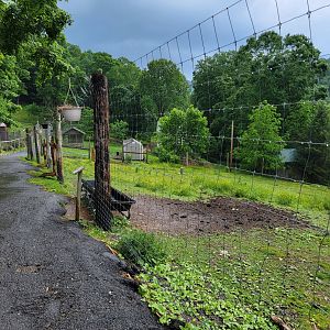 Creation Kingdom - Wildebeest yard