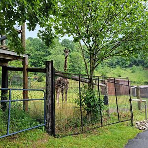 Creation Kingdom - Giraffe