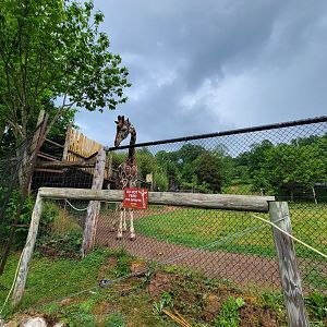 Creation Kingdom - Giraffe