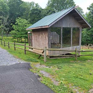 Creation Kingdom - Red ruffed lemur