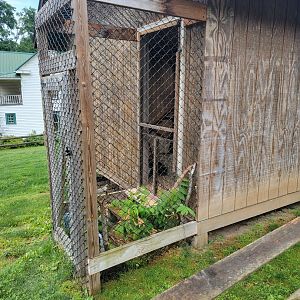 Creation Kingdom - Red ruffed lemur