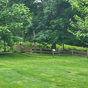 Creation Kingdom - Scimitar oryx and gemsbok visible in yard passed house