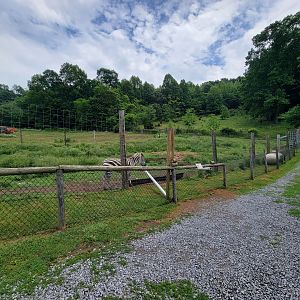 Creation Kingdom - Young zebra