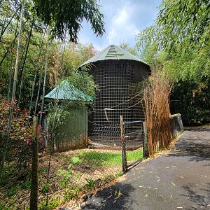 Creation Kingdom - Black spider monkey