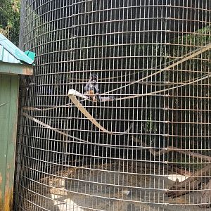 Creation Kingdom - Black spider monkey