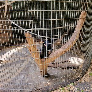 Creation Kingdom - Black spider monkey