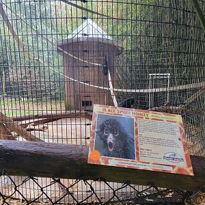 Creation Kingdom - Black spider monkey